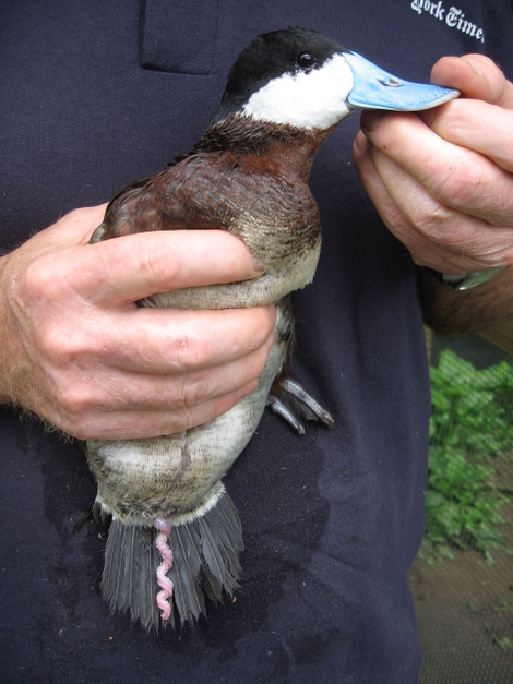 A male duck shows off his impressive member. (Image: P. Brennan)